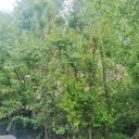 خرید زمین در‌ ورسخوران