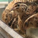 پرورش ماکیان اطراف تهران