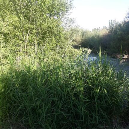 زمین مسکونی در روستای طارس