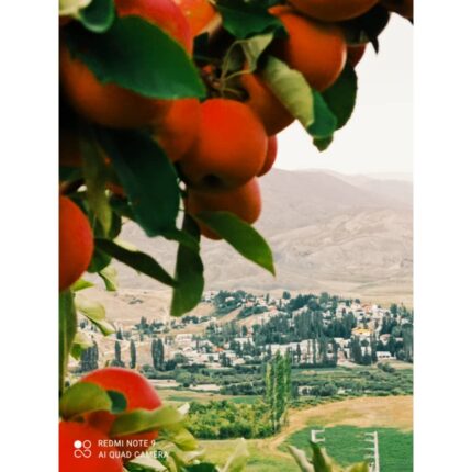 باغ گردو و دیگر میوه ها در سیمین دشت