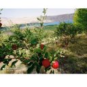 فروش زمین کشاورزی 2000 متر در سله بن