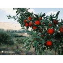 باغ میوه ارجمند با سندتک برگ