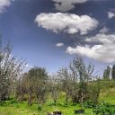 فروش زمین کشاورزی 1135 متر در وشتان