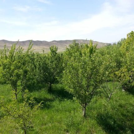 ۸۵۰ متر زمین کشاورزی لزور