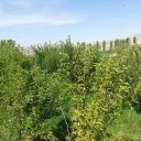 15000 متر باغ در فیروزکوه آسور