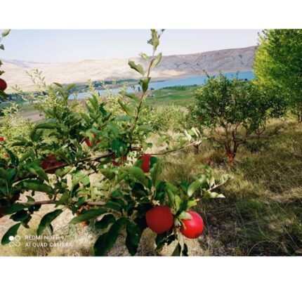 خرید باغ 1 هکتاری